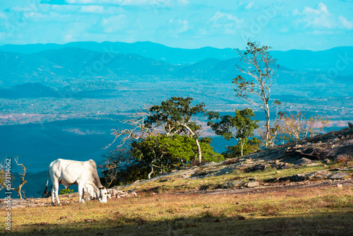 Mountain landscape with grazing cows