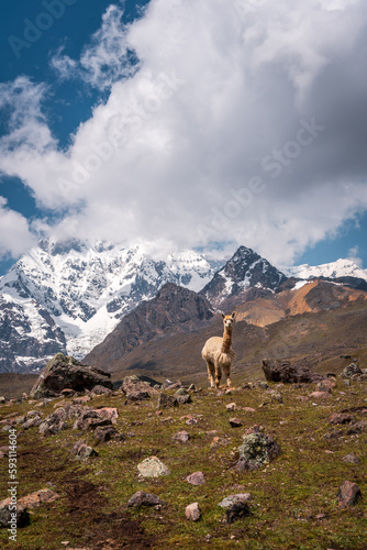 Ausangate trek trekking trail, Ausangate circuit, Cordillera Vilcanota, Cuzco region, Peru, Peruvian Andes mountains landscape, South America, llama, alpaca, animal, wild, andean camelid