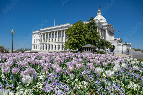 Photography capitol building in spring, washington dc