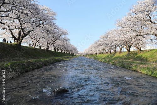 満開の舟川べりの桜 photo