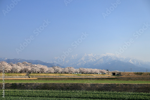 満開の舟川べりの桜と立山連峰