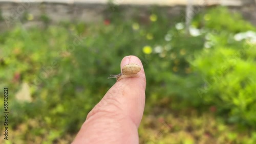 Smal snail crawling forward on human finger. Selective focus. Insect, nature and garden background in 4k resolution. Fruticicola fruticum is a species of medium-sized, air-breathing land snail.  photo