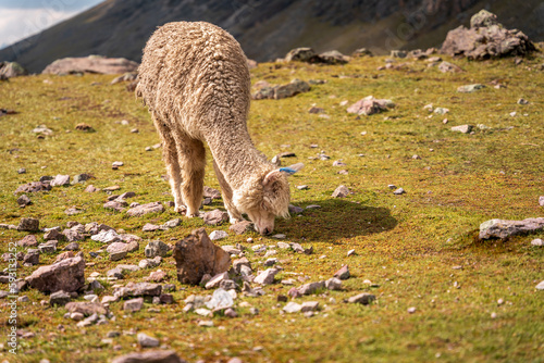 Alpaca, Llama in high altitudes in south american Andes in Peru, Ausangate, Cusco