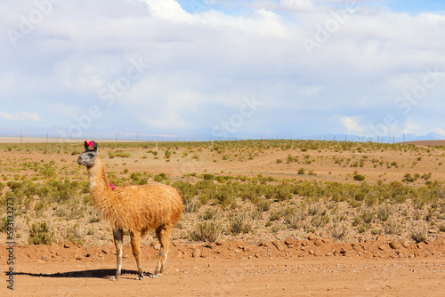 llama in the wild