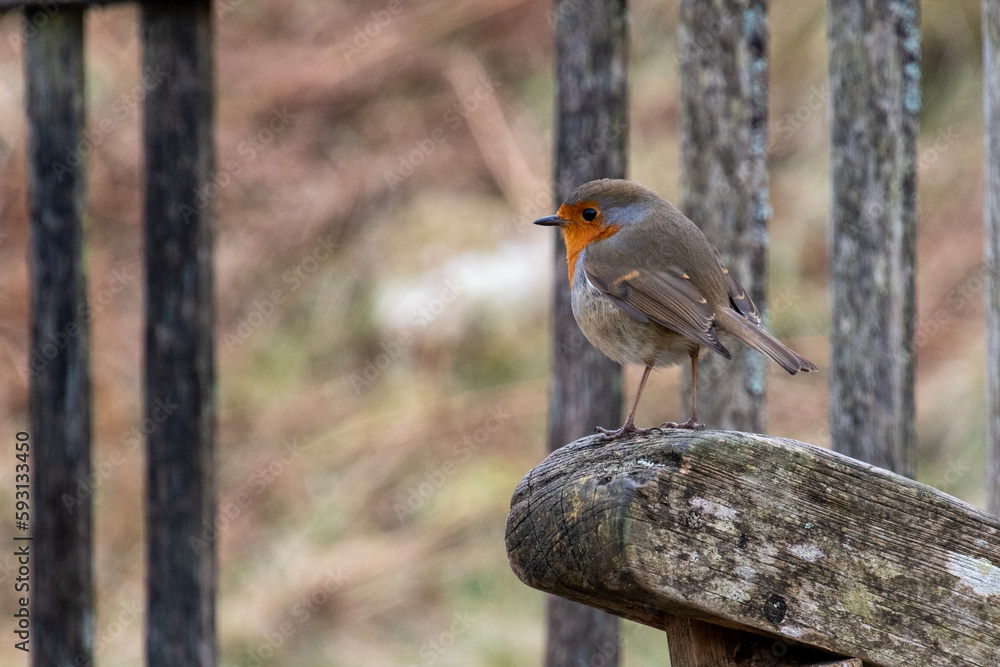Fototapeta premium Robin on a seat