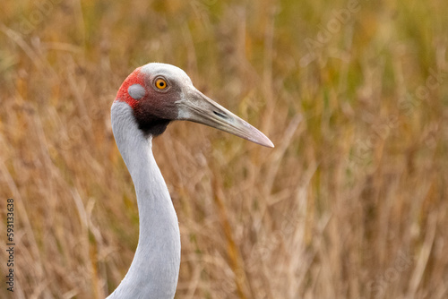 Portrait of a brolga