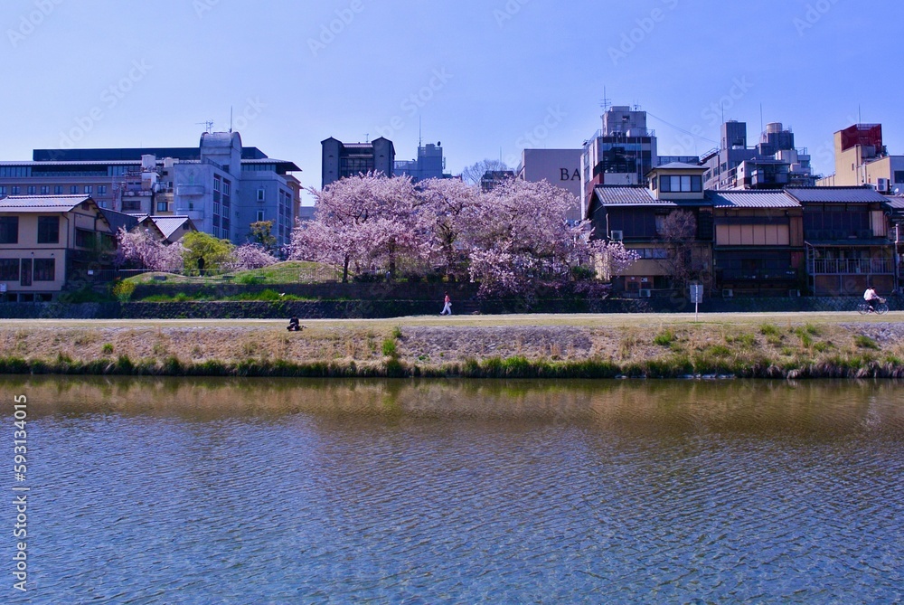 Fototapeta premium 【京都】春晴れた日の鴨川の風景