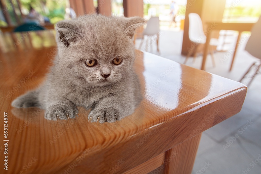 Cute young cat kitten posing in cafe
