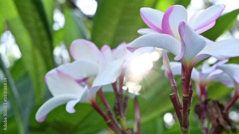 close up white plumeria flower in the garden with sunlight, slow motion natural scene close up white plumeria flower in the garden with sunlight, slow motion natural scene