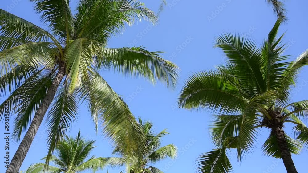 leaf of coconut trees flutter slow motion on blue sky, beautiful natural background leaf of coconut trees flutter slow motion on blue sky, beautiful natural background