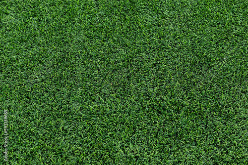 Green grass of soccer field pattern and texture for background.