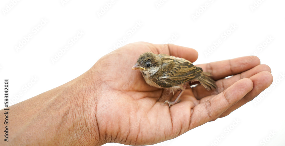 Alone baby sparrow bird in hands, frog in hand isolated, alone baby sparrow bird in Hand - Isolated Wildlife Portraits Alone baby sparrow bird in hands, frog in hand isolated, alone baby sparrow bird in Hand - Isolated Wildlife Portraits