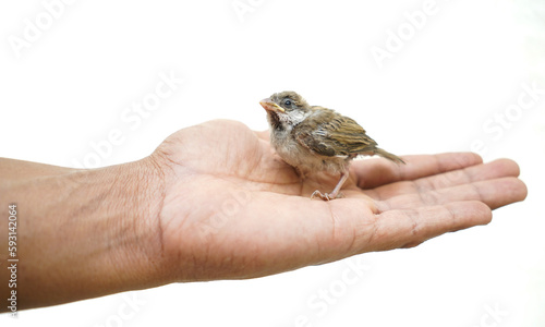 Alone baby sparrow bird in hands, frog in hand isolated, alone baby sparrow bird in Hand - Isolated Wildlife Portraits © om