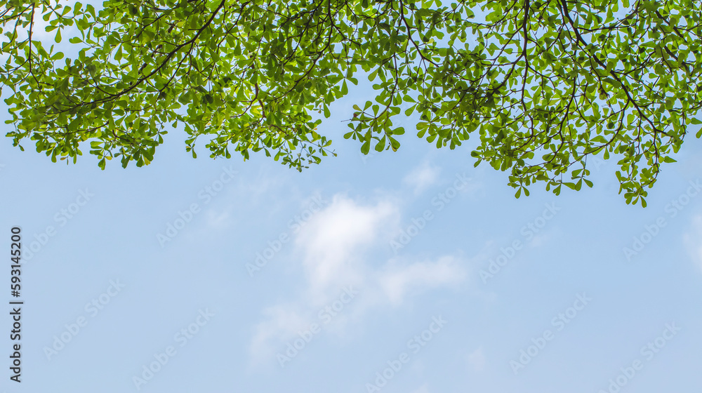 blue sky with clouds and bright with fresh green leaves blue sky with clouds and bright with fresh green leaves