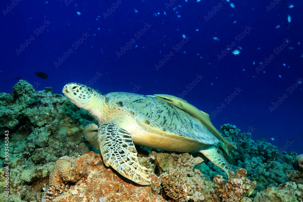 Fototapeta premium big sea turtle underwater photo, fish clingers, symbiosis ecosystem