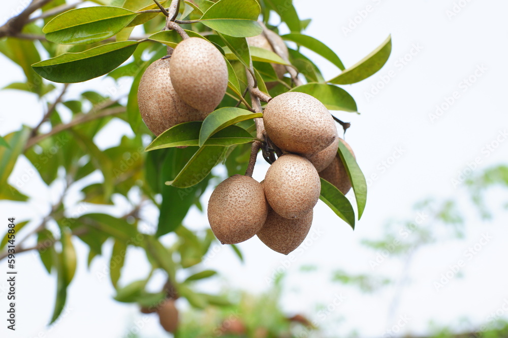 Sapote fruit on a tree Sapote fruit on a tree