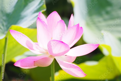 古代蓮, Lotus flower