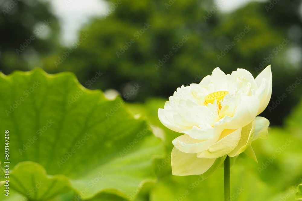 Obraz premium 白い蓮の花, White Lotus Flower