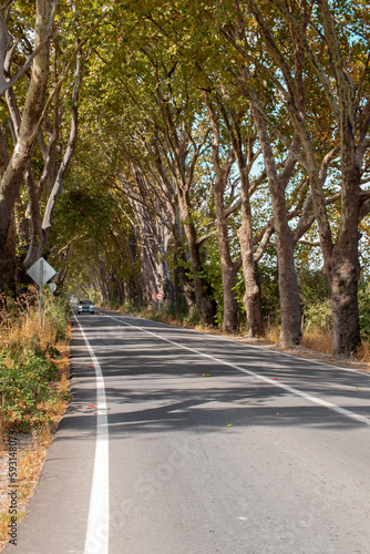 rural road with trees in southern Chile photo