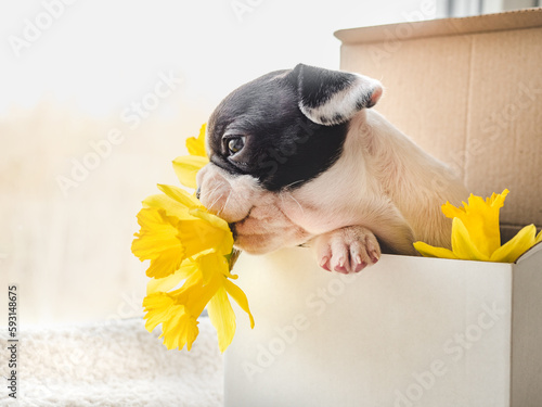 Cute puppy, bright flowers and a paper box by the window. Clear, sunny day. Closeup, indoors. Studio photo. Day light. Concept of care, education, obedience training and raising pets