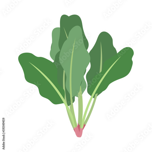 ホウレンソウ。フラットなベクターイラスト。
Spinach. Flat designed vector illustration.
