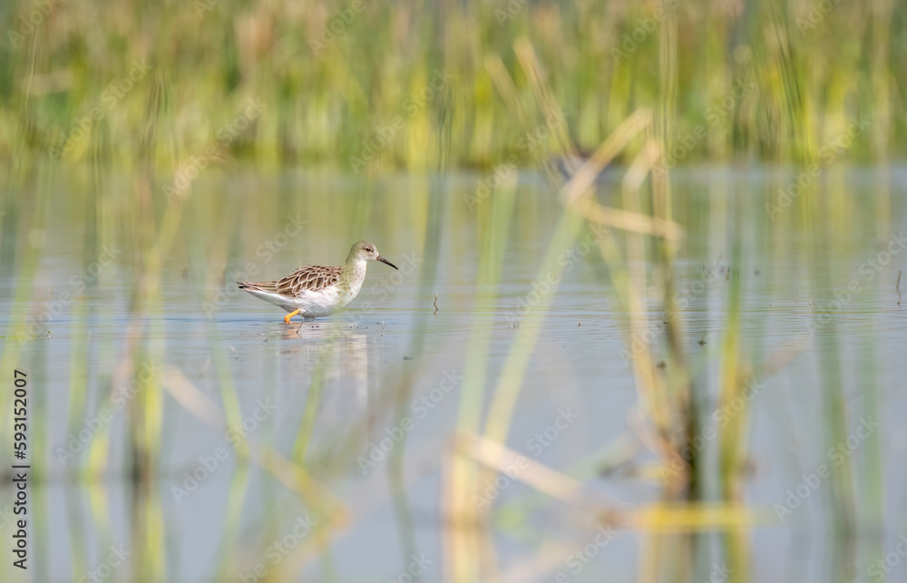A Ruff wading through the marshy waters of Nalsarovar in Gujarat during a boating inside the lake A Ruff wading through the marshy waters of Nalsarovar in Gujarat during a boating inside the lake