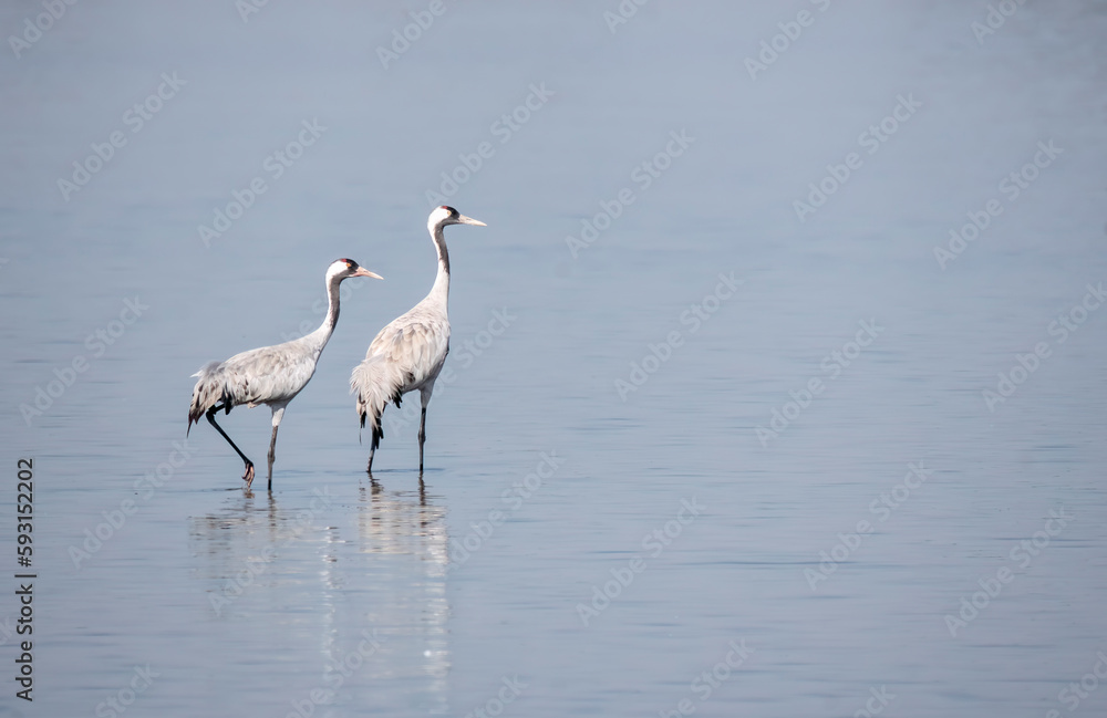 A common crane feeding in the marshy waters of Nalsarovar lake on the outskirts of Ahmedabad