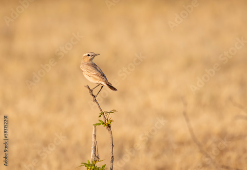 A Desert Wheatear perched on a twig on the outskirts of Nalsarovar in Gujarat
