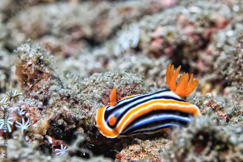 sea worm flower like underwater animal wildlife diving