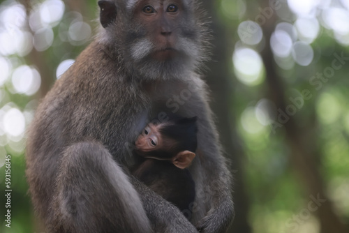 Canvas Print monkey family cleaning grooming wild park