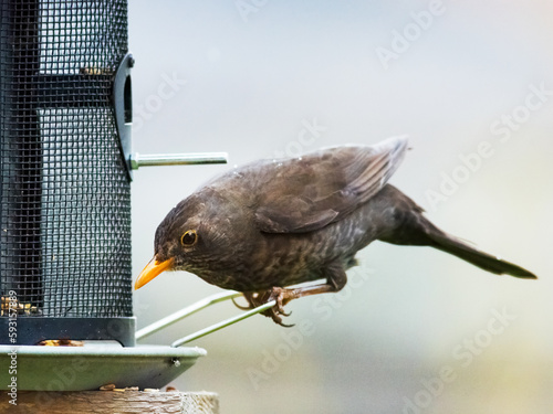 Quadro su tela Blackbird at the feeder station