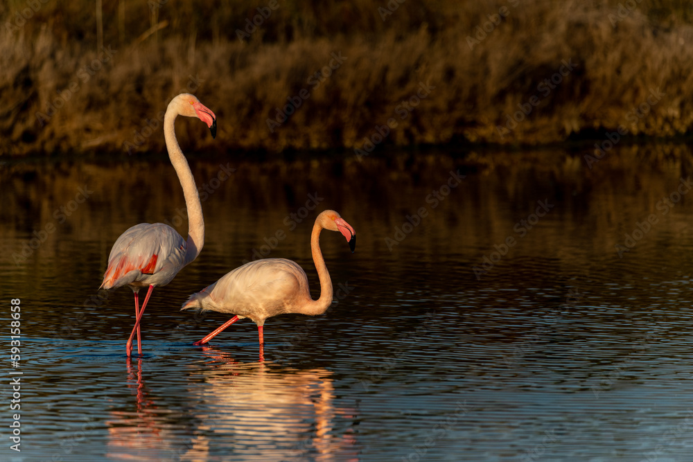 Flamingos at lake in Camargue