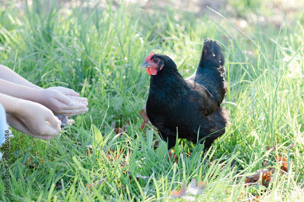Black free-range chicken being fed out of the hands of children Black free-range chicken being fed out of the hands of children