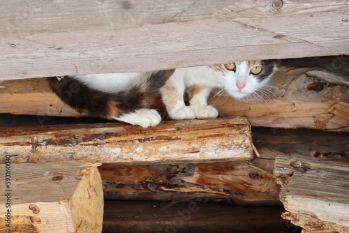 Tricolor cat sits on the firewood