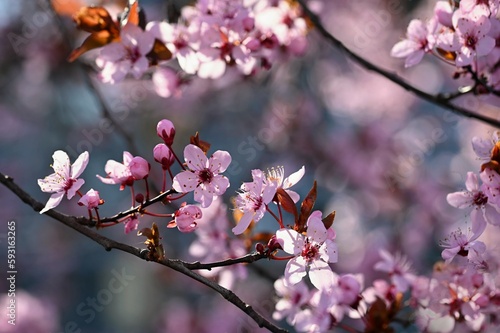 Branches of blossoming cherry. Background in spring on nature outdoors. Pink sakura flowers in springtime.