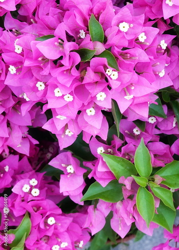 Bright Blooming Bougainvillea Garden. Floral Background. Soft focus. Vertical Photo photo