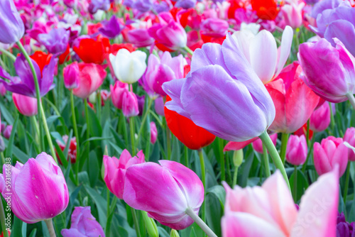 Colorful tulips in full bloom under the spring sun