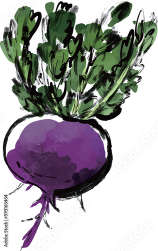 紫のマカ 水彩画風ベクターイラスト