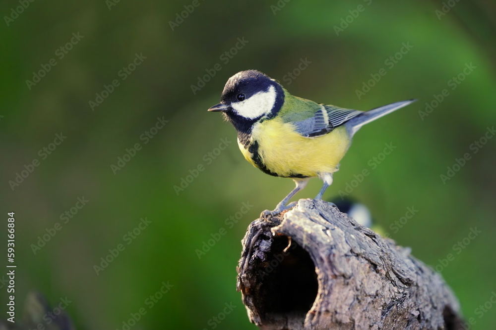 Fototapeta premium A cute great tit sitting on the tree stump. Closeup portrait of a titmouse. Parus major. 