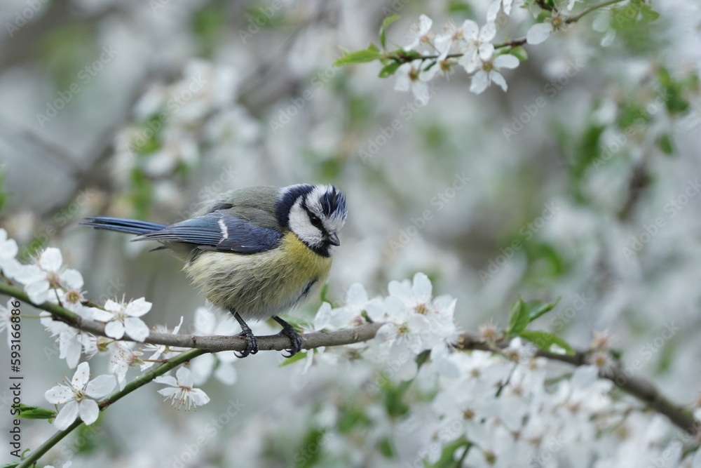 Obraz premium A cute blue tit sitting on the nice flowering twig. Cyanistes caeruleus