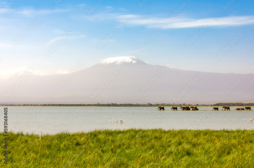 Mount Kilimanjaro with a herd of elephants walking across the foreground. Amboseli national park, Kenya.