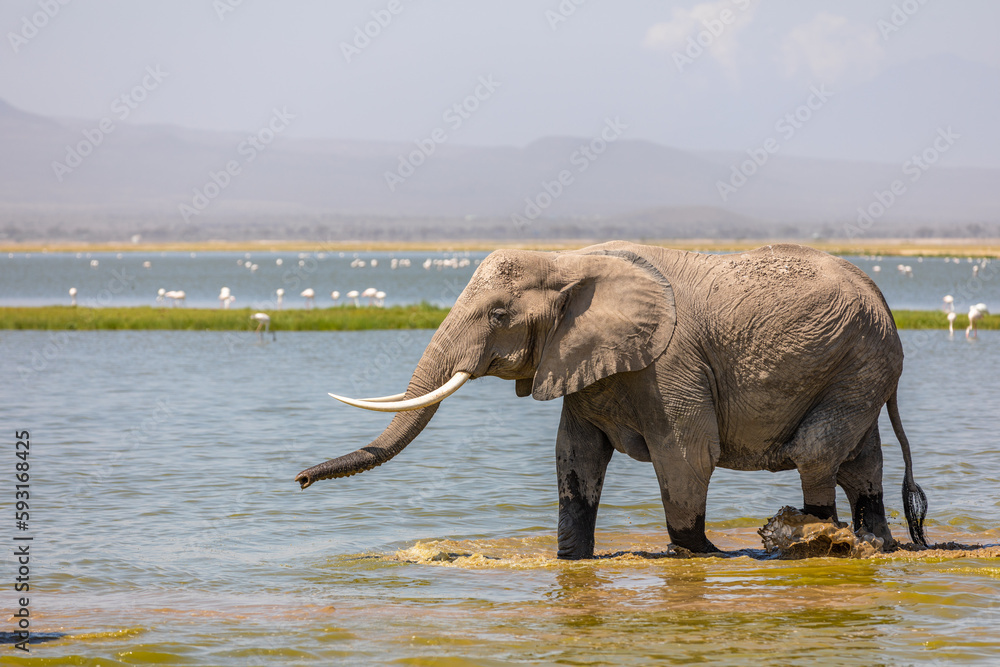 Obraz premium Elephant ( Loxodonta Africana) walking through the water , Amboseli National Park, Kenya.