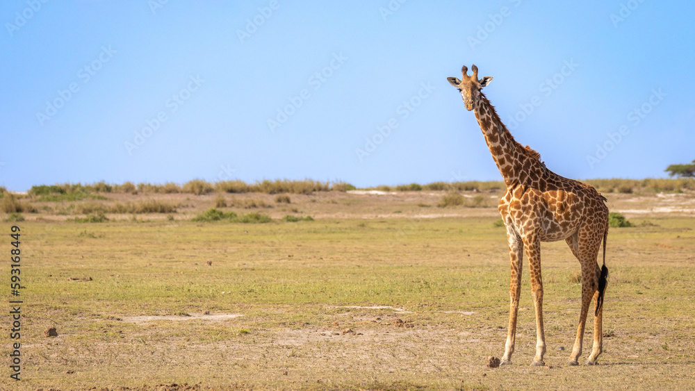 Obraz premium Masai giraffe (Giraffa tippelskirchi or Giraffa camelopardalis tippelskirchi) looking at the camera, Amboseli National Park, Kenya.