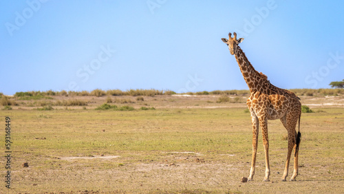 Masai giraffe (Giraffa tippelskirchi or Giraffa camelopardalis tippelskirchi) looking at the camera, Amboseli National Park, Kenya.