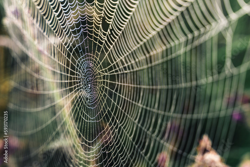 Close-up spidereweb with dew drops
