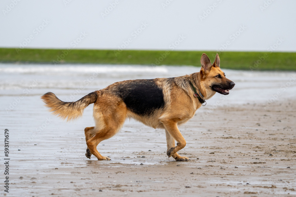 German shepherd running at the beach on a sunny day German shepherd running at the beach on a sunny day