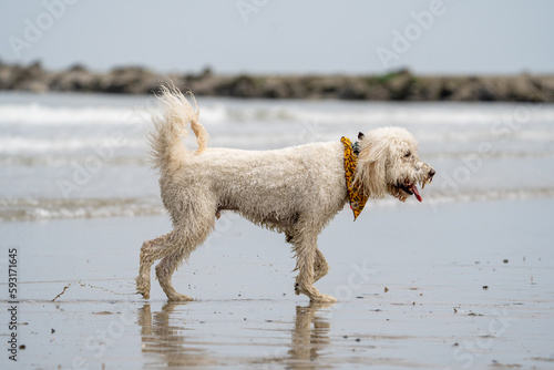 dog running at the beach on a sunny day © LDC