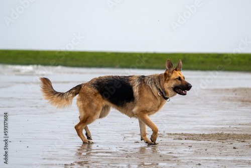 German shepherd running at the beach on a sunny day