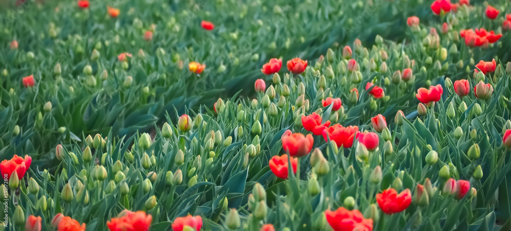Sea of ​​flowers from colorful blooming tulips with waves