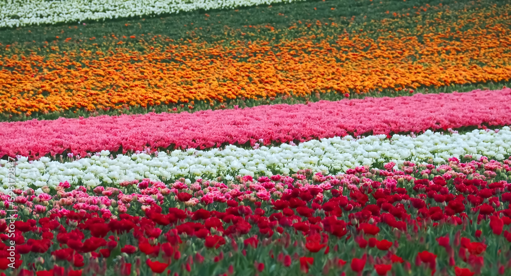 Sea of flowers from colorful blooming tulips with waves Sea of flowers from colorful blooming tulips with waves